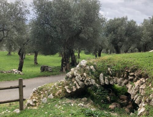 Alzheimer: effetti protettivi dell’olio EVo